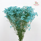 Baby's Breath Blue 满天星 - (8-10 Stems)