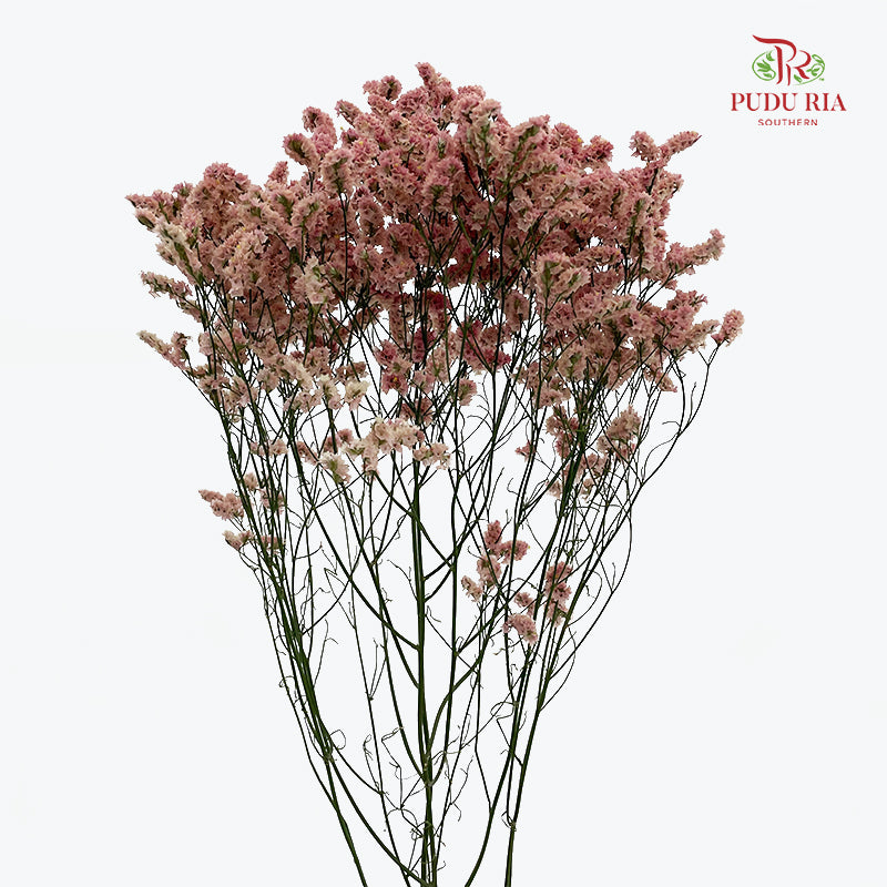 Limonium Sinese Pinkish Red (Caspia) 卡斯比亞 - (2 Stems)