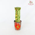 CNY Arrangement 2024#11