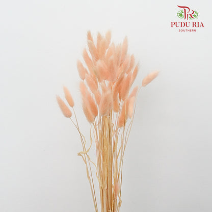 Dry Lagurus (Bunny Tails) - Champagne - Pudu Ria Florist Southern