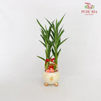 CNY Potted Plant Arrangement 2024#13