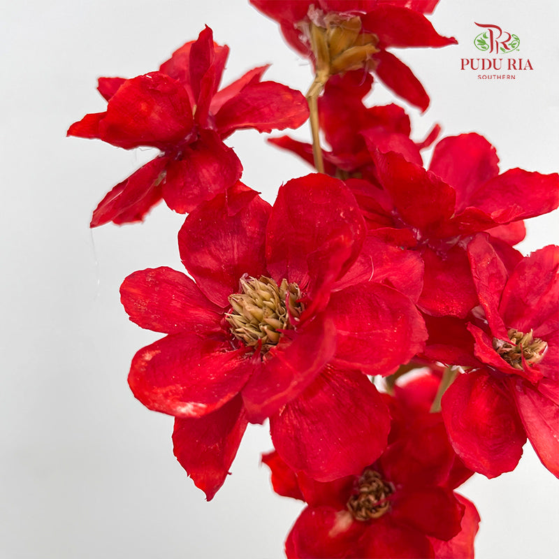 Dry New Wax Flower - Red