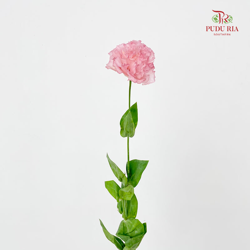 Eustoma Wave Light Pink - (12-15 Stems)