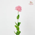 Eustoma Wave Light Pink - (12-15 Stems)