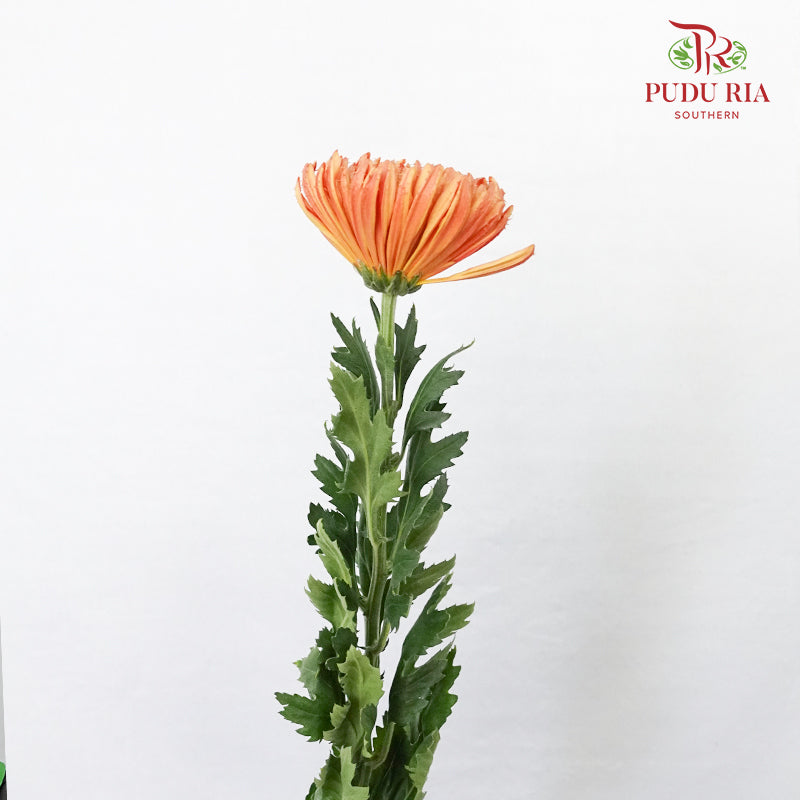 Net Mum Chrysanthemum Orange (10-12 Stems) - Pudu Ria Florist Southern