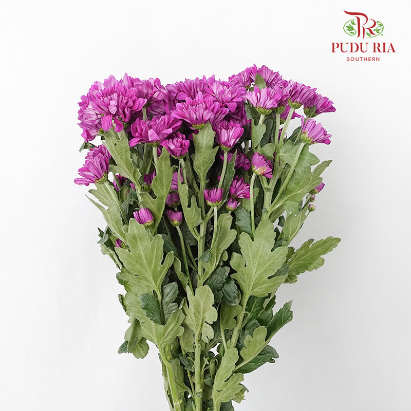 Chrysanthemum Pompom Dark Purple (10-12 Stems) - Pudu Ria Florist Southern