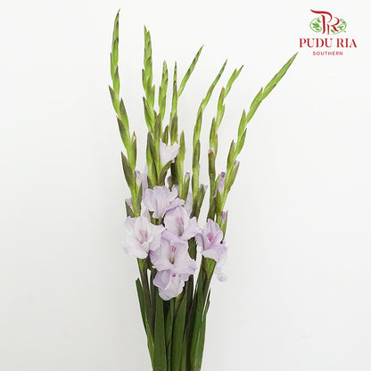 Gladiolus - Light Purple - Pudu Ria Florist Southern