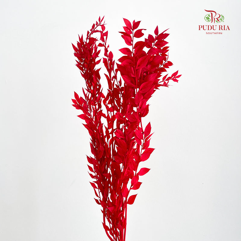 Dry Ruscus Dyed - Red
