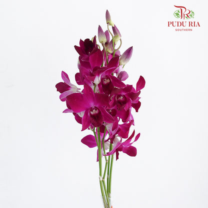 Dendrobium Orchid Dark Purple / 5 Stems (L) - Pudu Ria Florist Southern