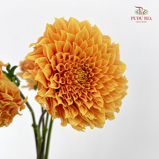 Dahlia Gold - (5 Stems)