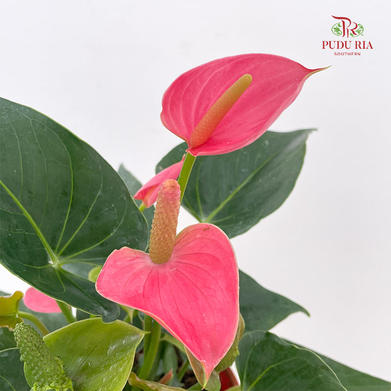 Anthurium Mix P150 - Pink