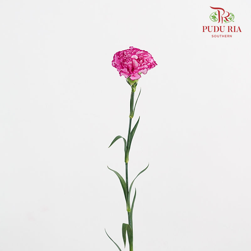 Carnation Boheme 康乃馨 - (8-10 Stems)
