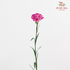 Carnation Boheme 康乃馨 - (8-10 Stems)