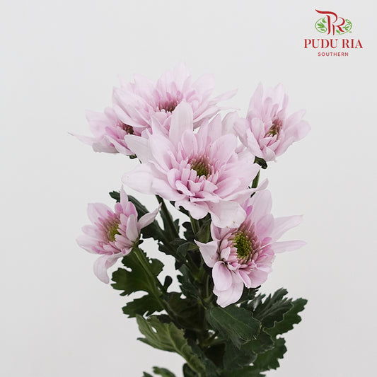 Chrysanthemum Pompom Light Pink (10-12 Stems)