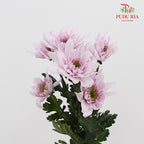 Chrysanthemum Pompom Light Pink 1 - (10-12 Stems)