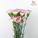 Carnation Purple Fairy (18-20 Stems) - Pudu Ria Florist Southern