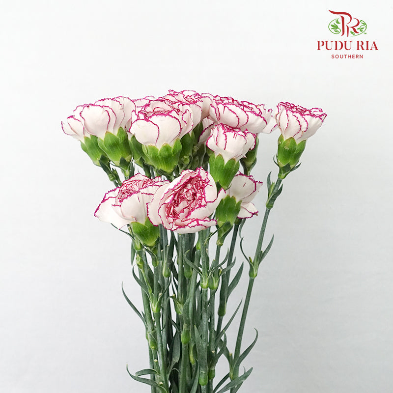 Carnation Purple Fairy (18-20 Stems) - Pudu Ria Florist Southern