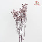 Dry Caspia - Light Purple
