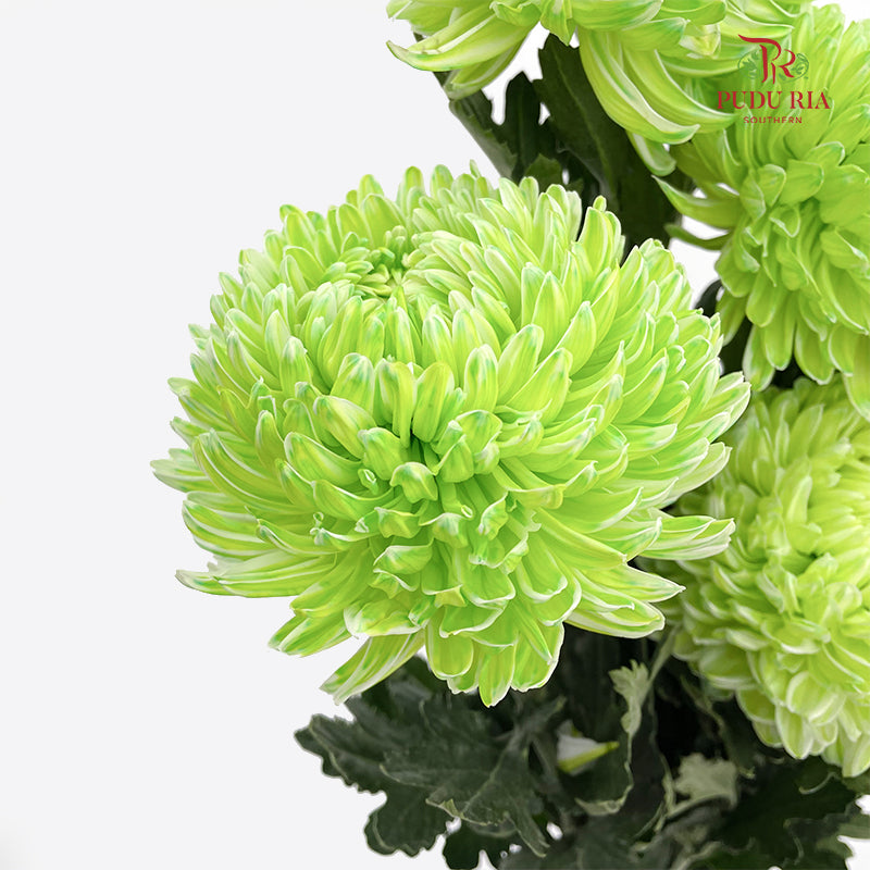 Peony Chrysanthemum Dyed Green 牡丹菊 - (5 Stems)
