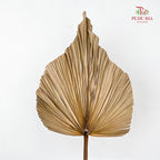Robusta XL - (Per Stem)