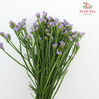 Statice Light Purple - Pudu Ria Florist Southern