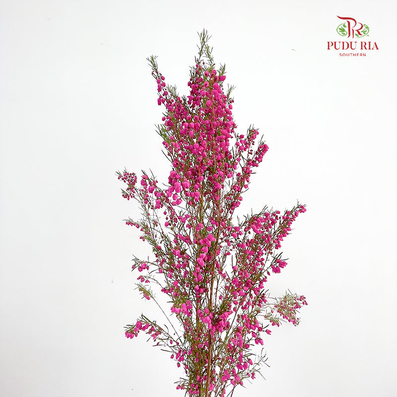 Boronia - (Per Bundle)