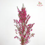 Boronia - (Per Bundle)