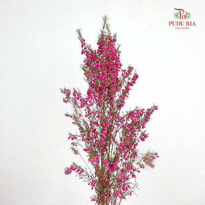 Boronia - (Per Bundle)