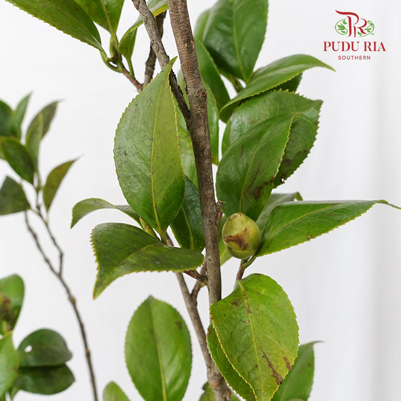 Camellias Leaf 茶花叶子 - (Per Bundle)