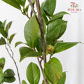 Camellias Leaf 茶花叶子 - (Per Bundle)