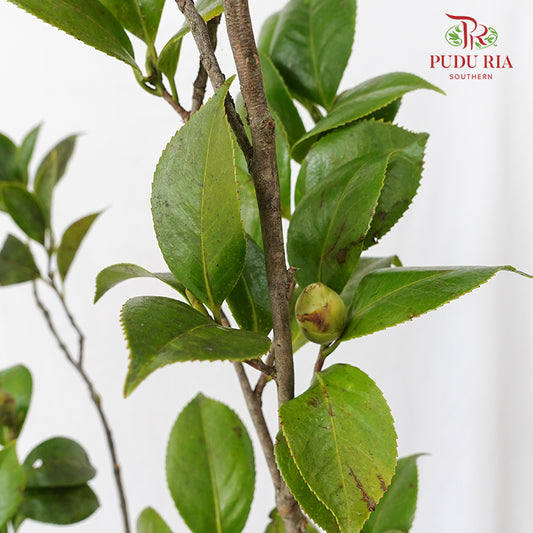 Camellias Leaf 茶花叶子 - (Per Bundle)