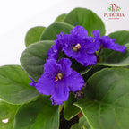 JH Saintpaulia Indigo - Pudu Ria Florist Southern