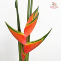 Heliconia / Crab Claw - (Per Stem)