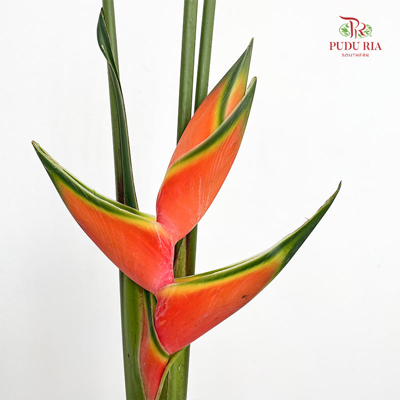 Heliconia / Crab Claw - (Per Stem)