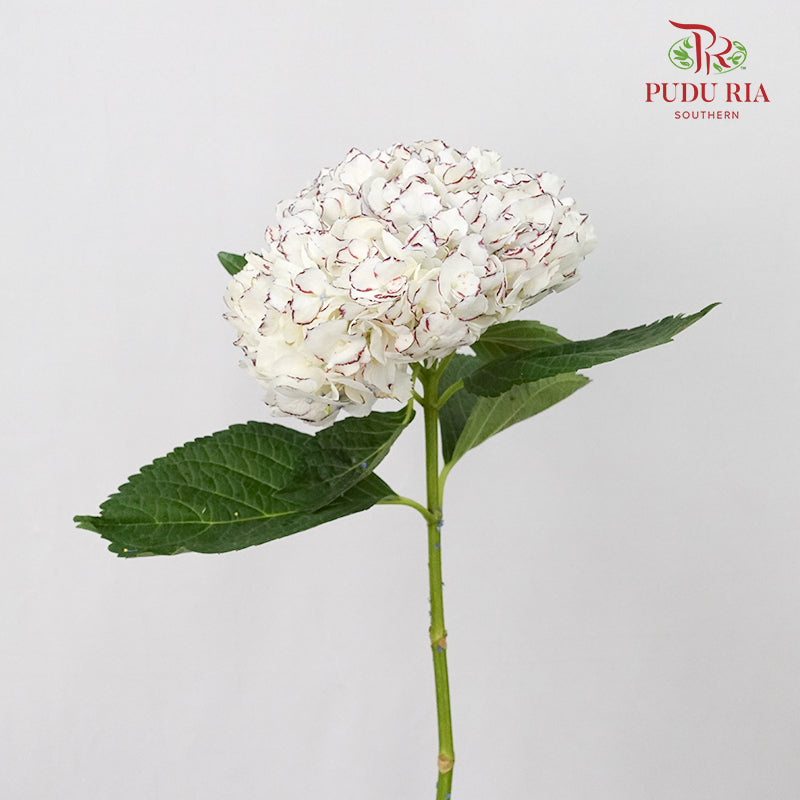 Hydrangea White Red / Per Stem - Pudu Ria Florist Southern