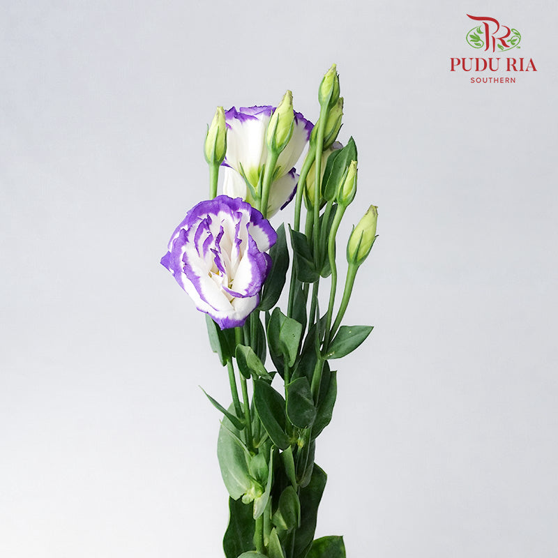 Eustoma White/Purple (12-15 Stems) - Pudu Ria Florist Southern