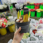 Tulip plant 郁金香