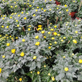 Chrysanthemum Single Head 单朵菊花 (10寸盆)