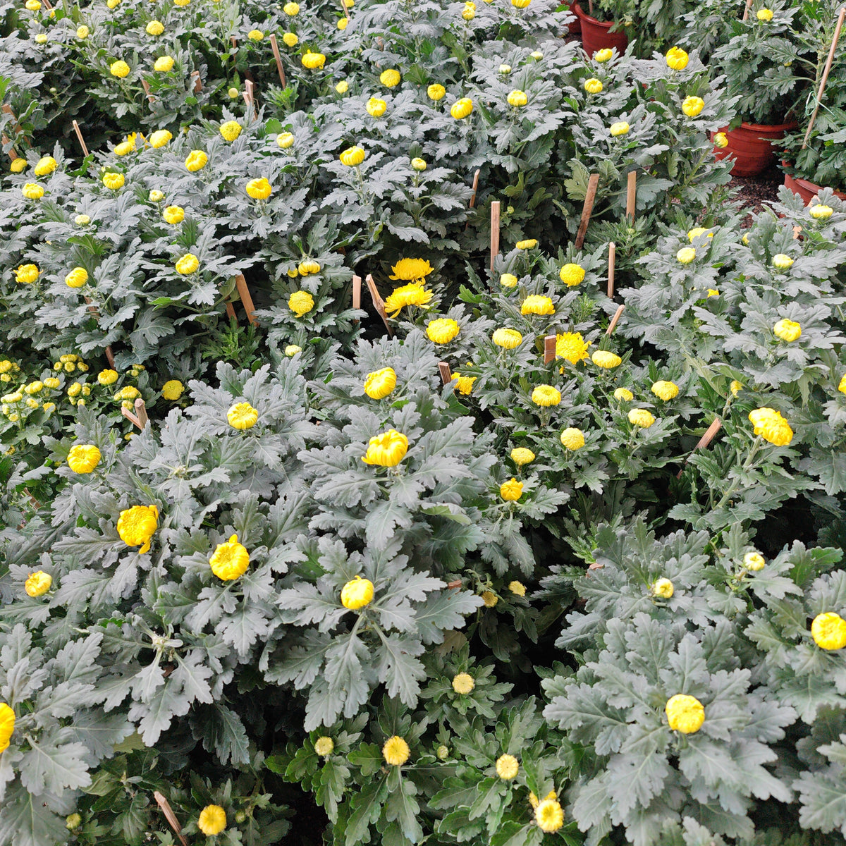 Chrysanthemum Single Head 单朵菊花 (10寸盆)
