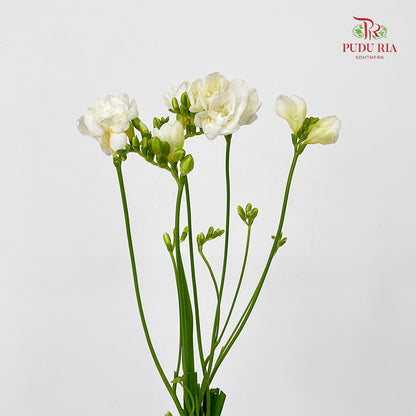 Freesia White - (5 Stems)