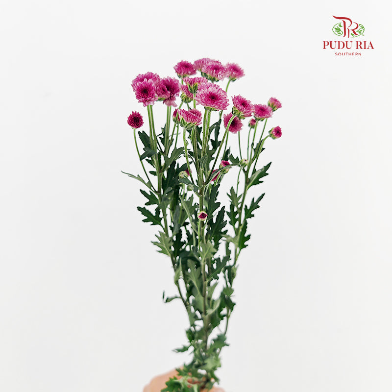 Chrysanthemum Santini / Calimero Mini Button Light Purple