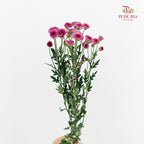 Chrysanthemum Santini / Calimero Mini Button Light Purple