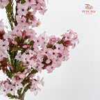 Erica Pink - (Per Bundle)