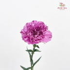 Carnation 棒棒糖尤香康乃馨 - (18-20 Stems)