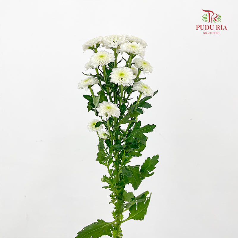 Chrysanthemum Calimero Pompom Miller White - (10-12 Stems)