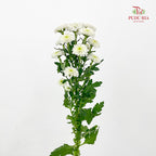 Chrysanthemum Calimero Pompom Miller White - (10-12 Stems)