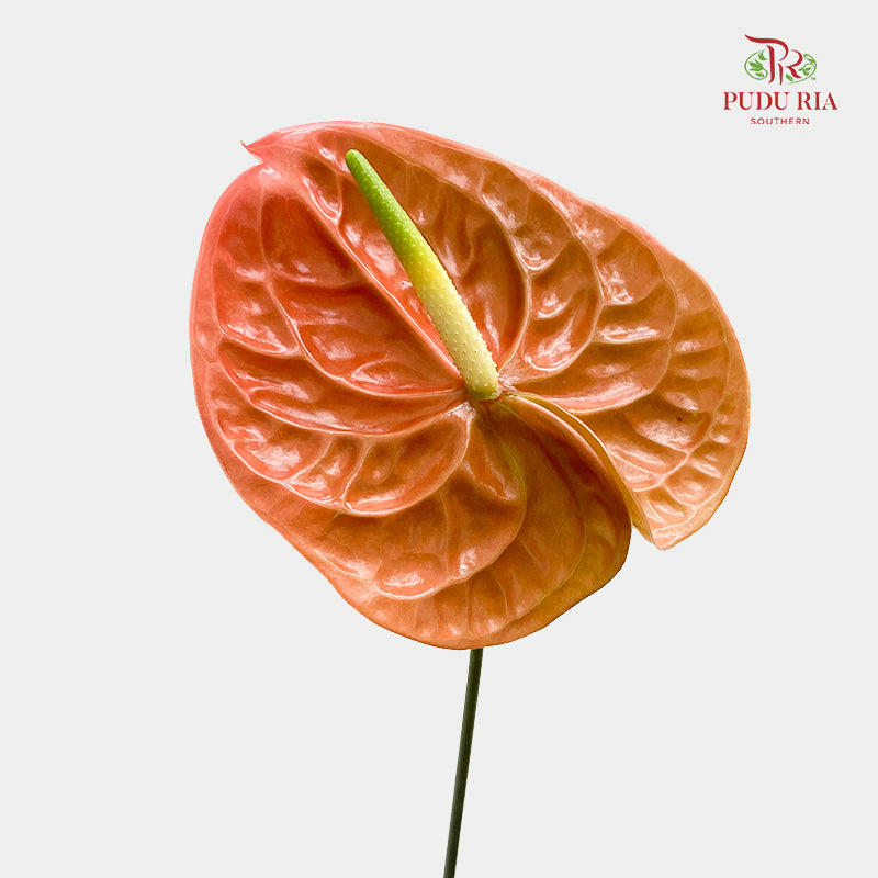 Anthurium Terra Brown 火鹤花 - (5 Stems)
