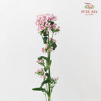 Phlox Pink 福禄考 - (Per Bundle)