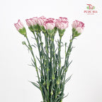 Carnation Butterfly 蝴蝶康乃馨 - (18-20 Stems)