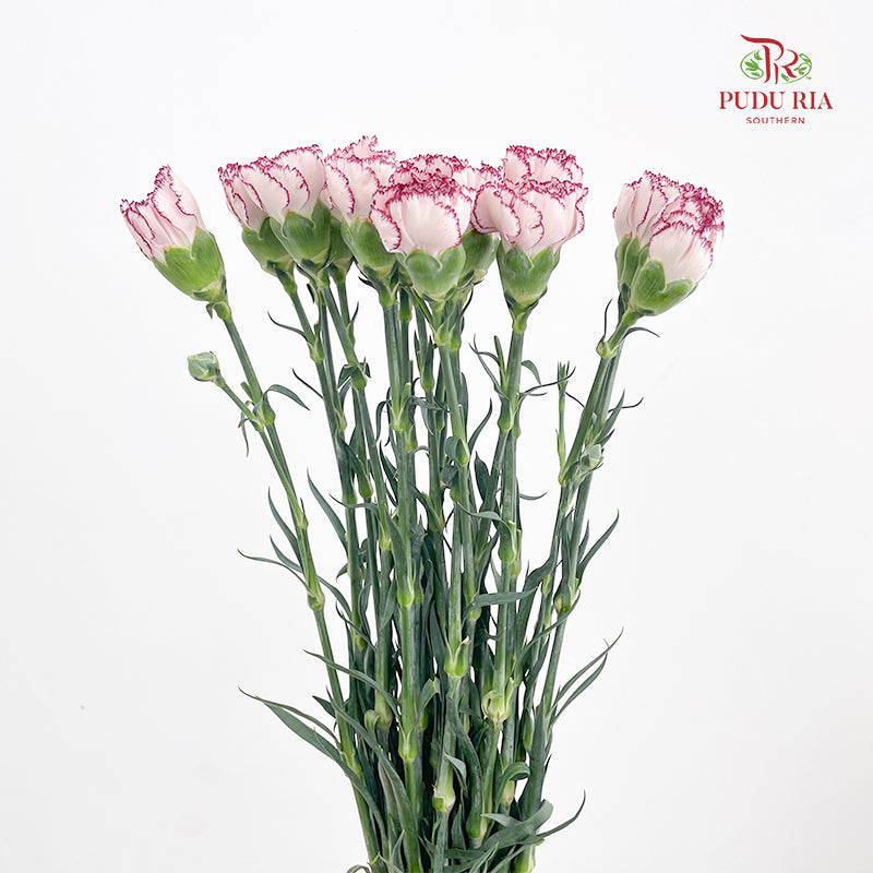 Carnation Butterfly 蝴蝶康乃馨 - (18-20 Stems)